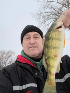 Nice Ice fishing Perch